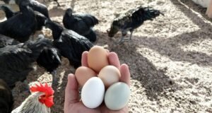 Egg Laying