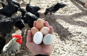 Egg Laying