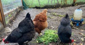 Egg Laying