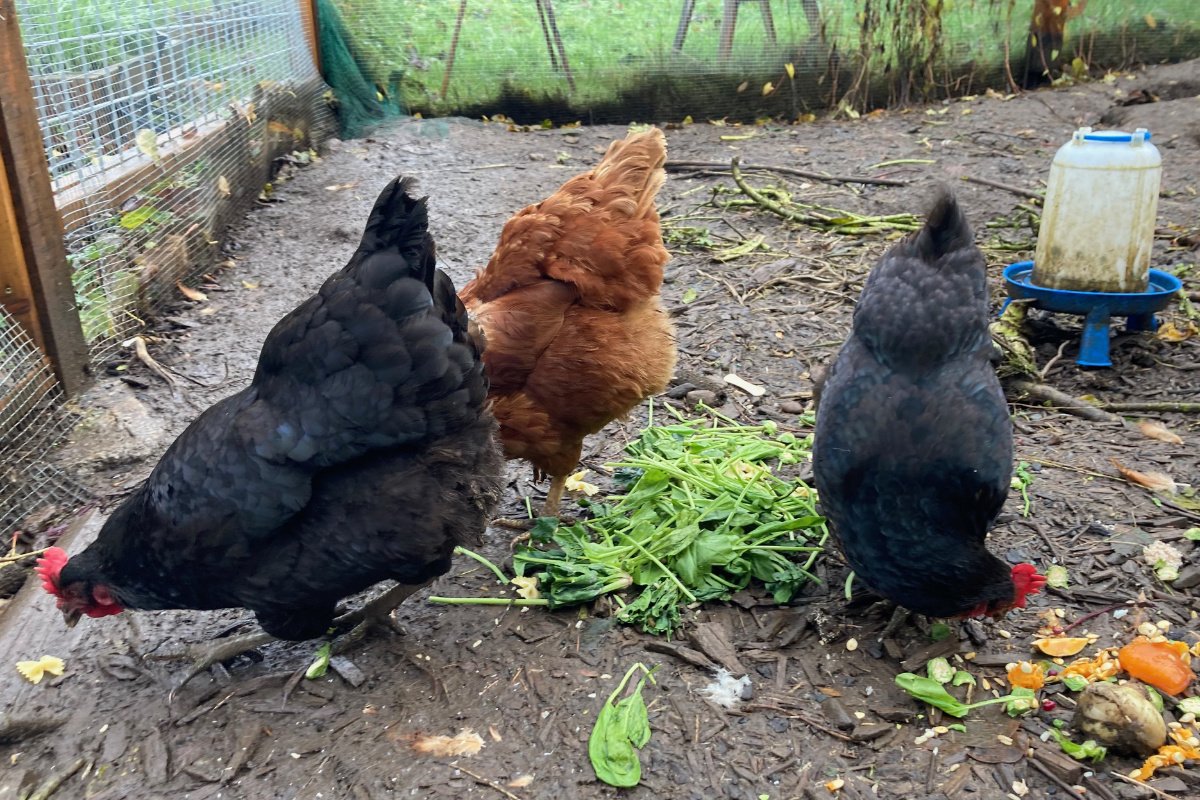 backyard chicken egg facts