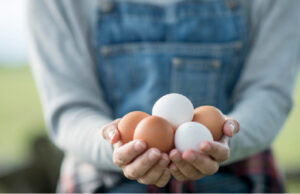 Egg Laying
