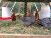 Egg Laying
