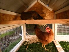 Egg Laying