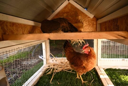 Egg Laying