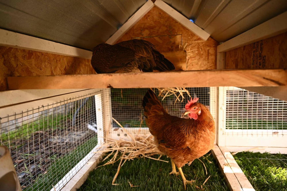 egg production in summer vs winter