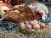 Egg Laying