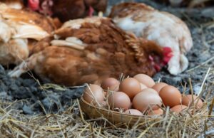 Egg Laying