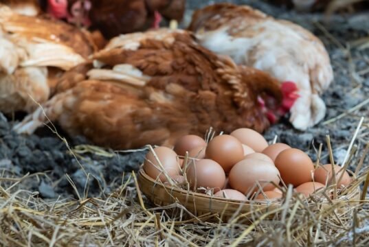 Hormones and egg production Egg Laying