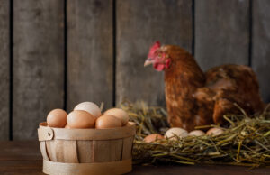 Egg Laying