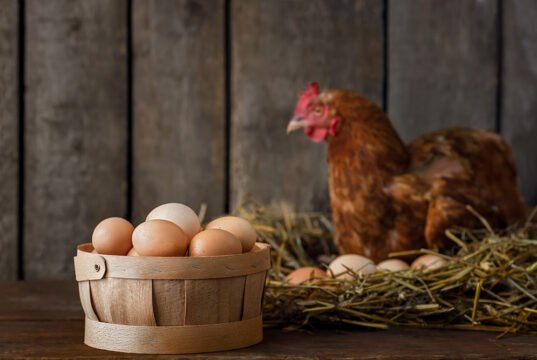 Best Treats for Laying Hens: Delight Your Chickens Today Egg Laying