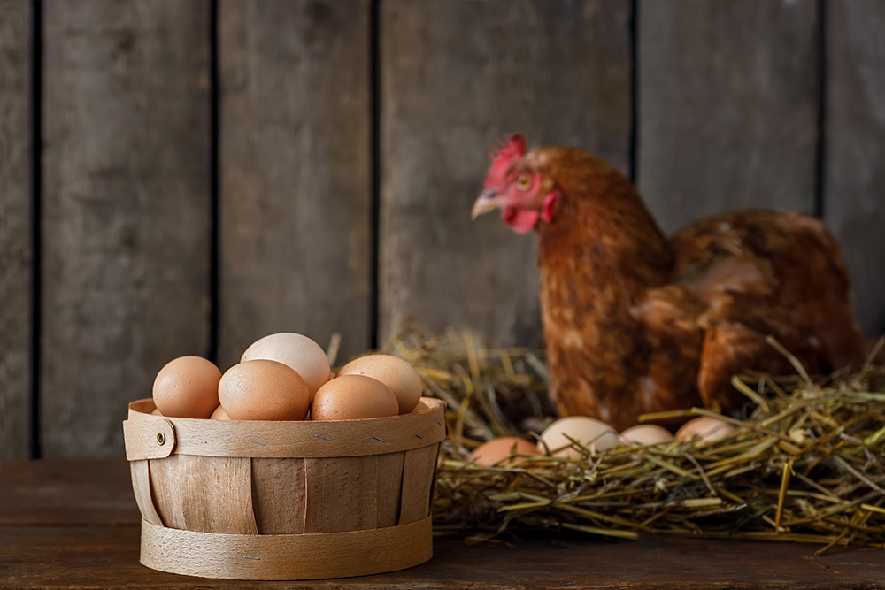 how to get more eggs from chickens