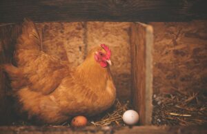 Egg Laying