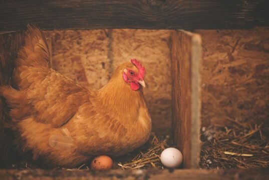 Egg Laying