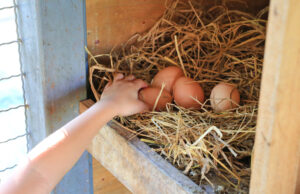 Egg Laying