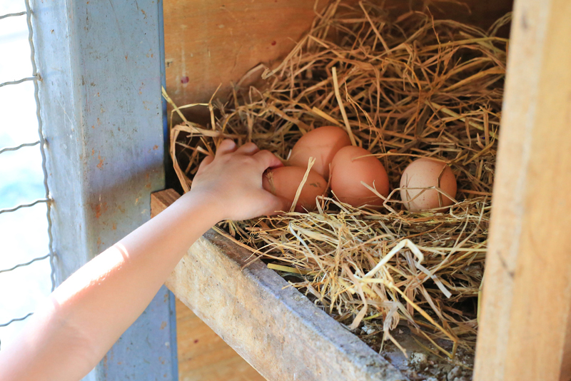how to get chickens to lay in winter