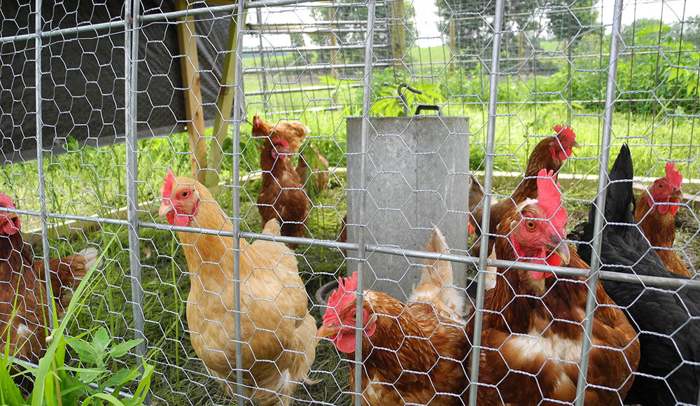 Egg Laying