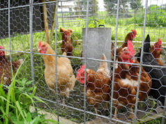 Egg Laying