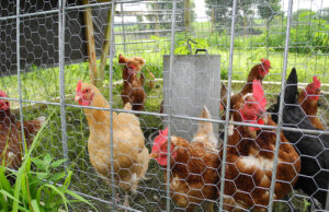Egg Laying