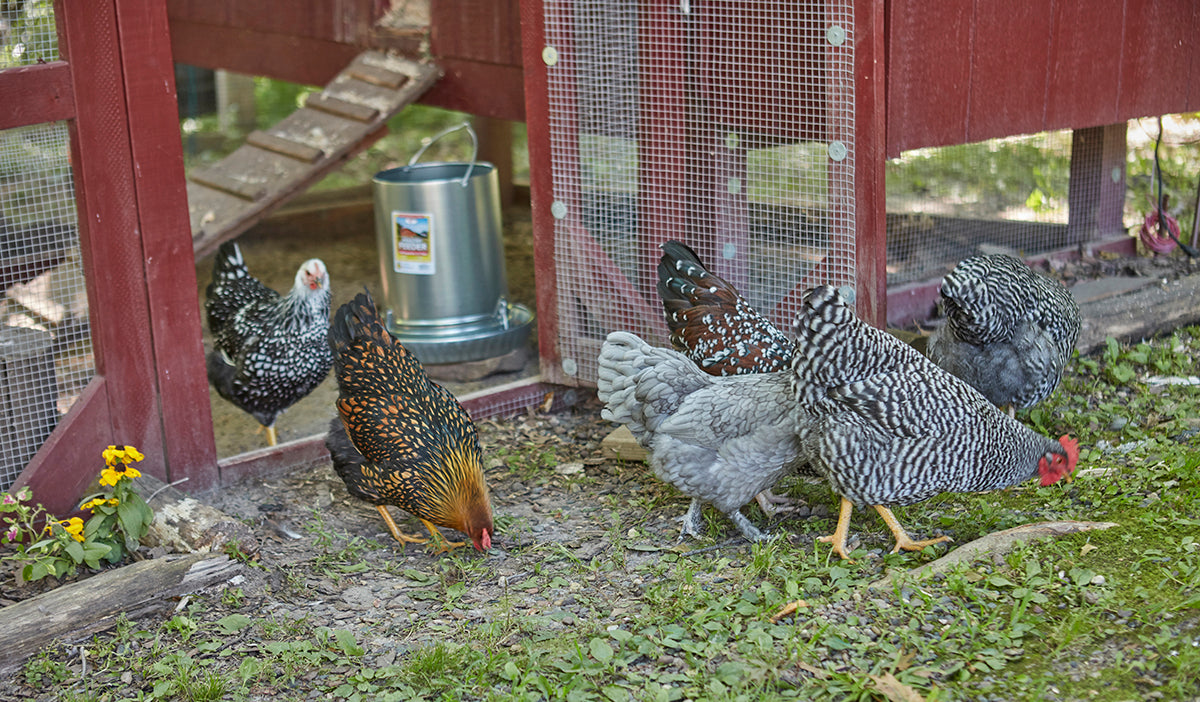 how to improve hen productivity