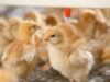 Chick Brooder