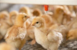 Chick Brooder