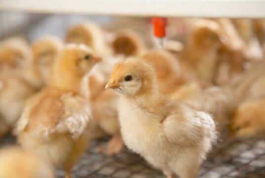 Chick Brooder