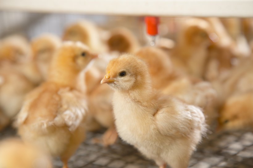 chick brooder temperature guide