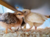 Chick Brooder