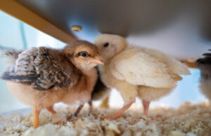 Chick Brooder