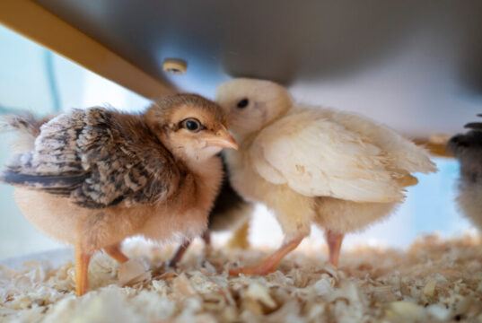 Chick Brooder