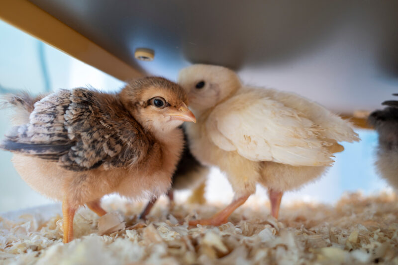 brooder box for chicks
