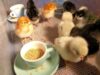 Chick Brooder