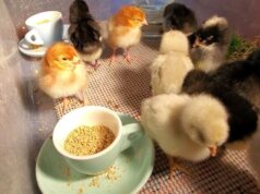 Chick Brooder
