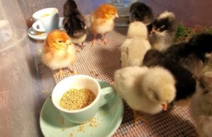 Chick Brooder