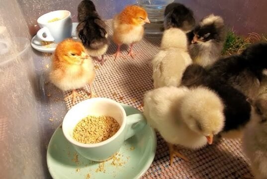 Chick Brooder