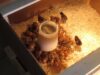 Chick Brooder