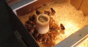 Chick Brooder