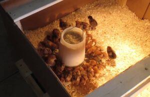 Chick Brooder