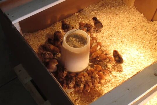Chick Brooder