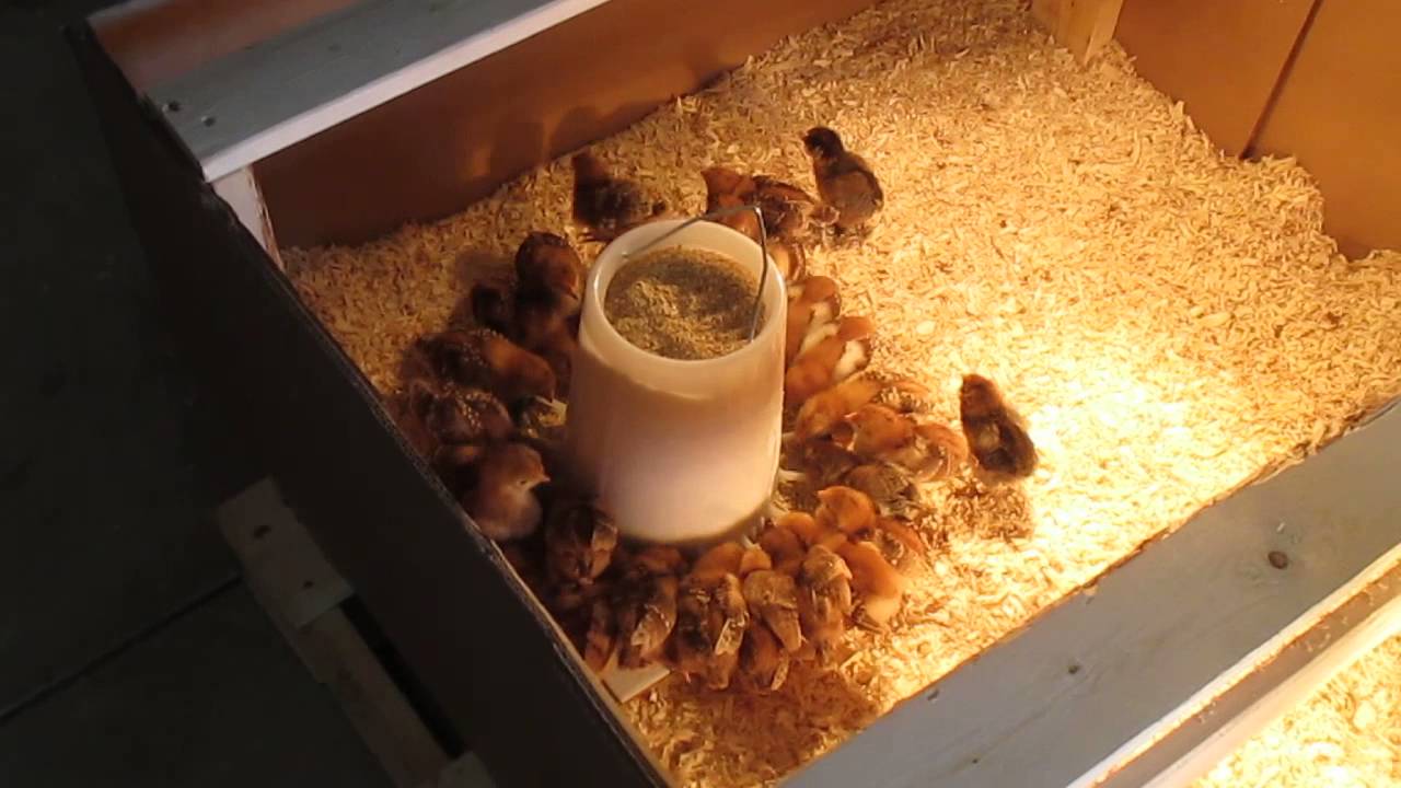 chick brooder temperature guide