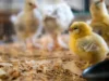 Chick Brooder