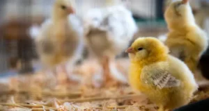 Chick Brooder