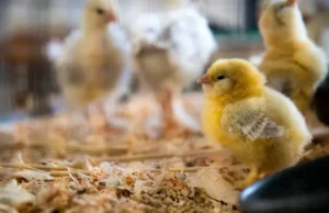 Chick Brooder