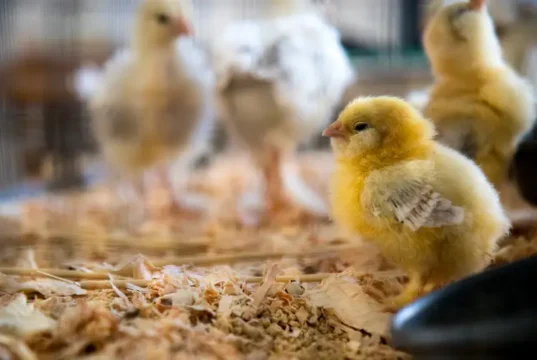 Chick Brooder