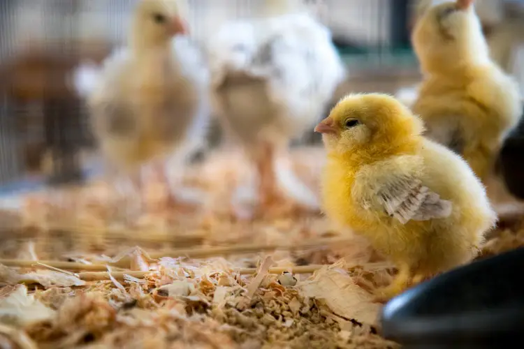 eco-friendly chick brooder