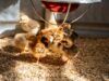 Chick Brooder