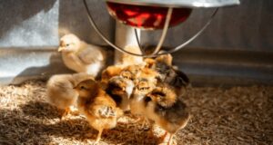 Chick Brooder