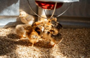 Chick Brooder