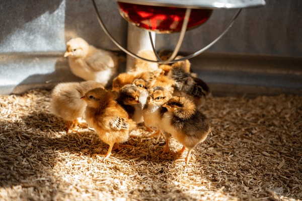 cardboard chick brooder