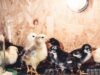 Chick Brooder